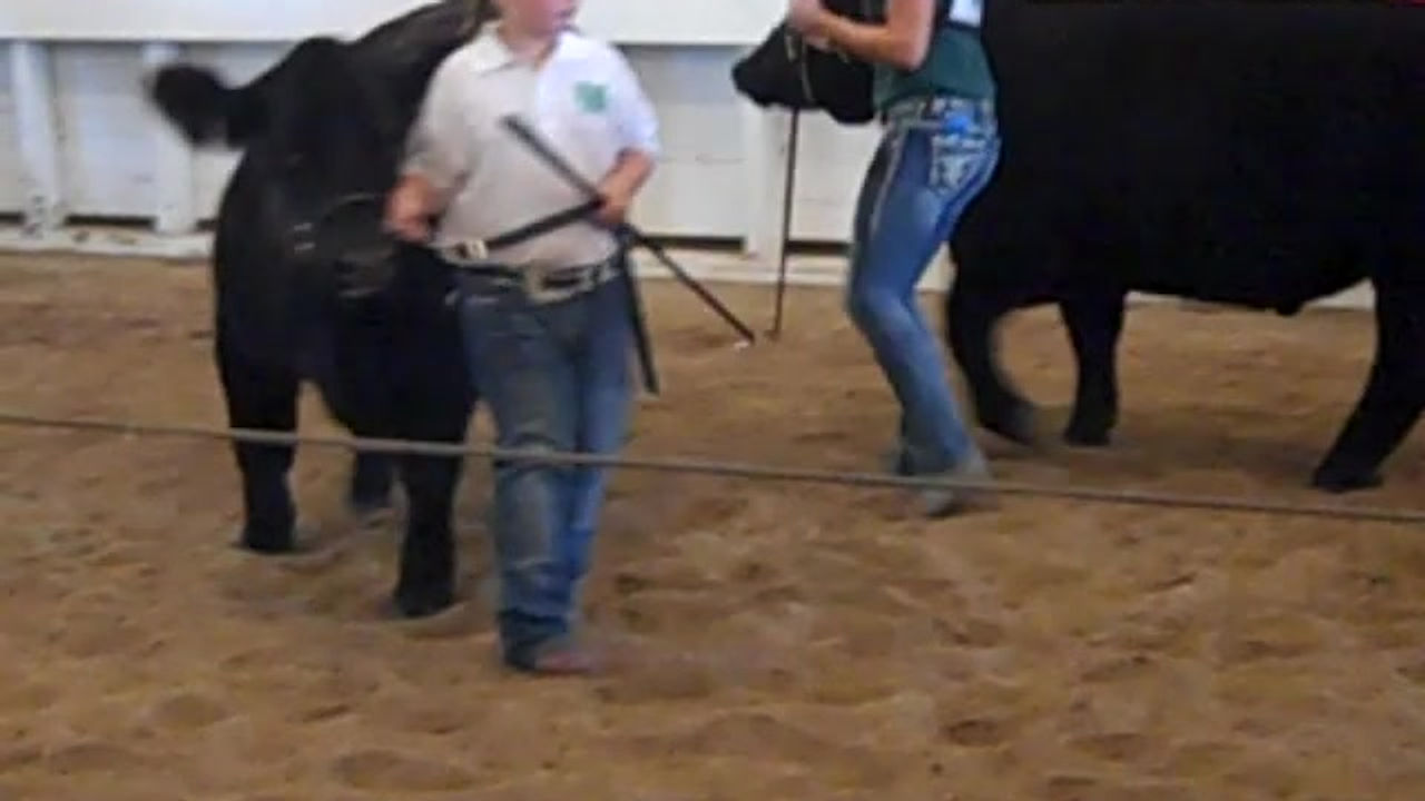 Cattle Show Videos